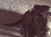 Black lab male