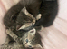 Beautiful silver tabby kittens ready for forever homes!