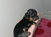 6 miniature dachshund puppies