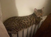 Bengal cat (female)