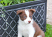 Red and White Pedigree Collie Pups