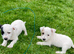 Jack Russell