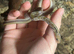 Trinket Snake at Birmingham Reptiles