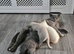 Adorable Purebred British Shorthair Kittens
