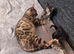 Pedigree Bengal kittens for sale