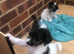 2 jackapoo/chipoo puppies