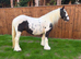 Stunning Project/broodmare