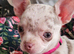 Blue Merle chihuahua puppies