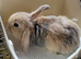 Lionhead/mini lop babies
