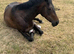15.2h Irish sport horse 9 years old