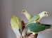 Stunning handreared Silly Tame Mooncheek and Blue Pineapple conure babies