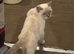 British short hair female un neutered