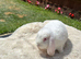 Pure White Mini Lop
