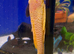 XL Male Golden Ancistrust (Ancistrus sp.)