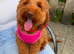 F1B cavapoo pups