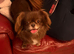 Beautiful female Pekingese cross