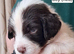 Litter of 8 Springer Puppies