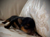 ONLY TWO BOYS AVAILABLE - Toy Yorkshire Terriers