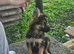 German Shepard Puppy
