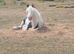 6 year old project mare