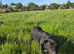 TAMMY – From an Abandoned Puppy in a Field to a Beautiful Young Girl Waiting for Home ️
