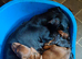 Jackhound Puppies
