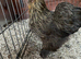 1 year old female Bantam