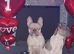 French bulldog cross shar pei