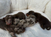 Kennel Club Mini Dachshunds