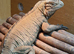 Sunning rhino iguana female 3 years old