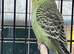 Young budgies