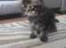 Female kitten