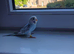 Beautiful  coloured budgies