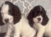 Beautiful full show cocker spaniels