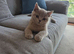 British shorthair kittens