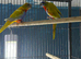 Turquoise parrots Glasgow