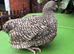 4 month old Cuckoo Maran pullets