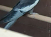 Cockatiel pairs