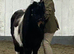 Mini Shetland mare