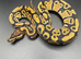 Male Yellowbelly het clown het pied ball python