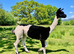 A very special breeding group of 16 alpacas