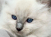 Ragdolls ready tuesday