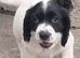 Kc registered cocker pups