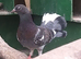 English garden fantail pigeons