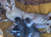 Kittens-half bengals kittens ready for a new home.