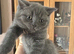 British shorthair pedigree kittens, blues, ready now