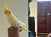 Beautiful young cockatiels looking for loving homes