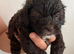 Beautiful Shih-Poo Puppies (Shih Tzu &times; Poodle) Looking for Their Forever Homes ️