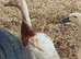 4 x welsh harlequin male ducks