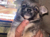 one boys 9 weeks old old chihuahua